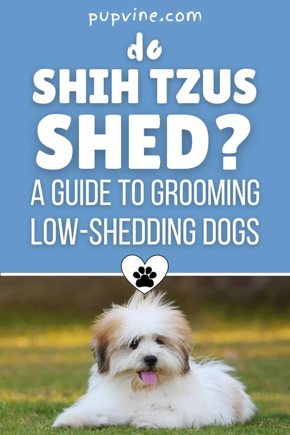 Do Shih Tzus Shed? A Guide To Grooming Low-Shedding Dogs