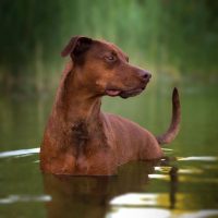 a beautiful doberman pit bull mix stands in the river