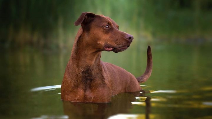 Doberman Pitbull Mix: An Ultimate Guide To This Crossbreed