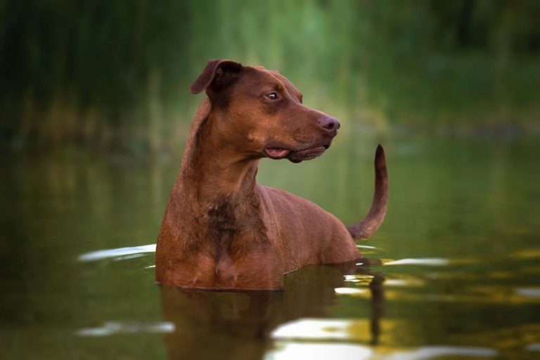 a beautiful doberman pit bull mix stands in the river