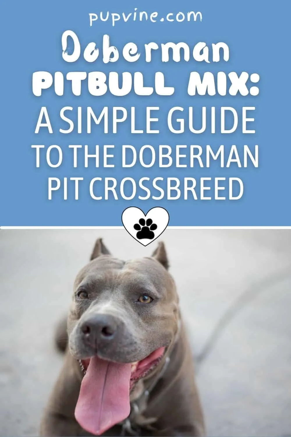 Doberman Pitbull Mix: A Simple Guide To The Doberman Pit Crossbreed