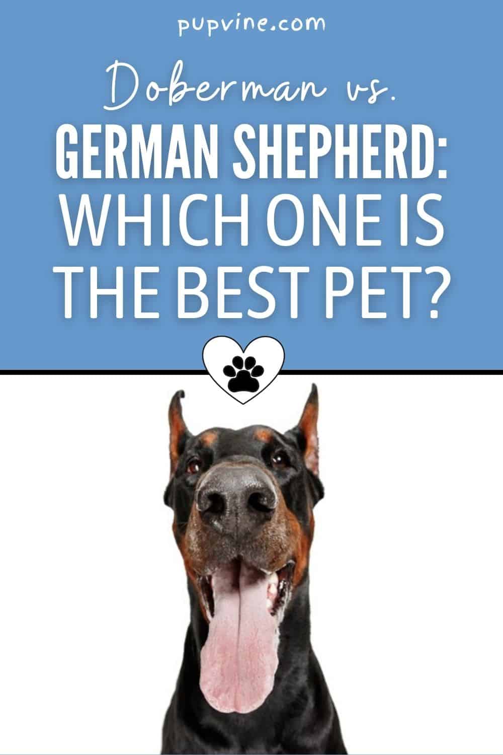 Doberman vs. German Shepherd: Which One Is The Best Pet?