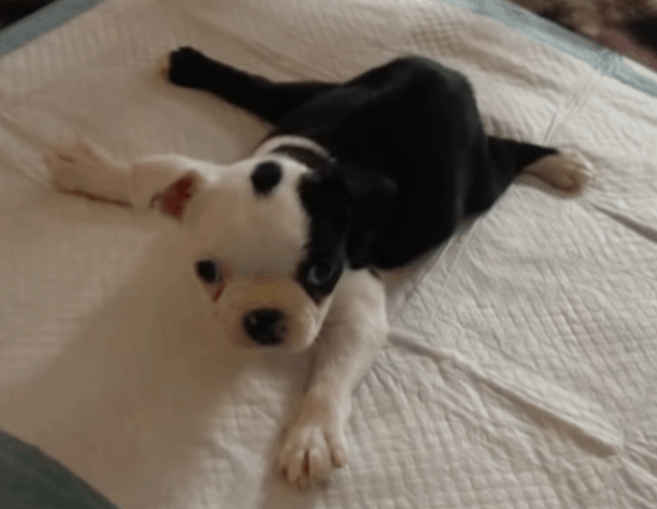 Dog Born With “Swimmer Puppy Syndrome” 1