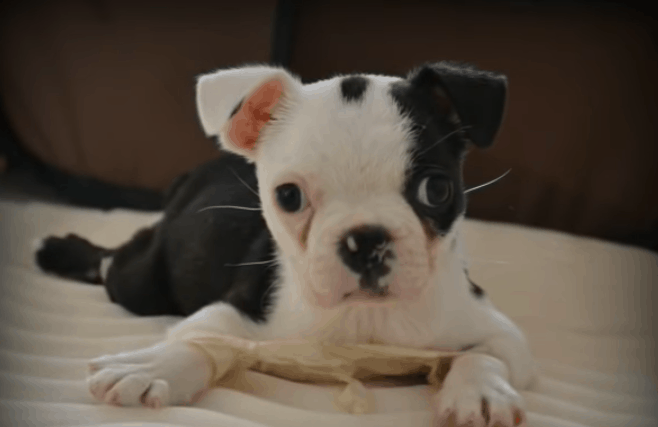 Dog Born With “Swimmer Puppy Syndrome” 2