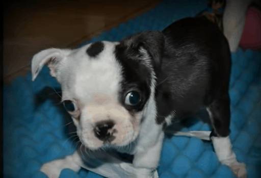 Dog Born With “Swimmer Puppy Syndrome” 4