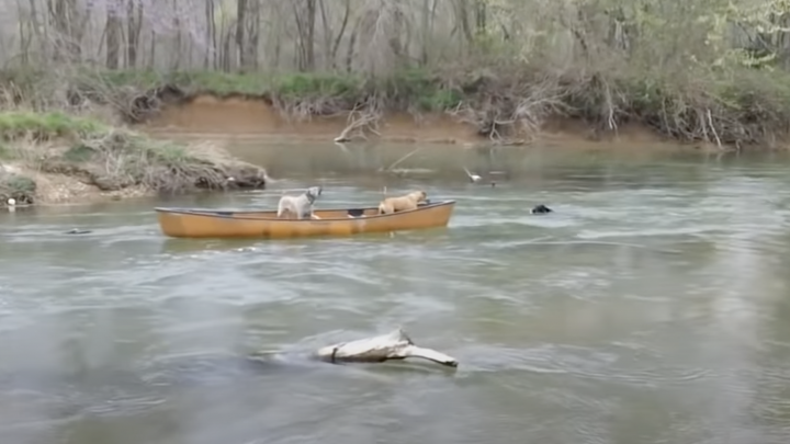 Dog Jumps In The River