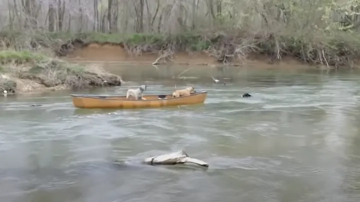 Dog Jumps In The River