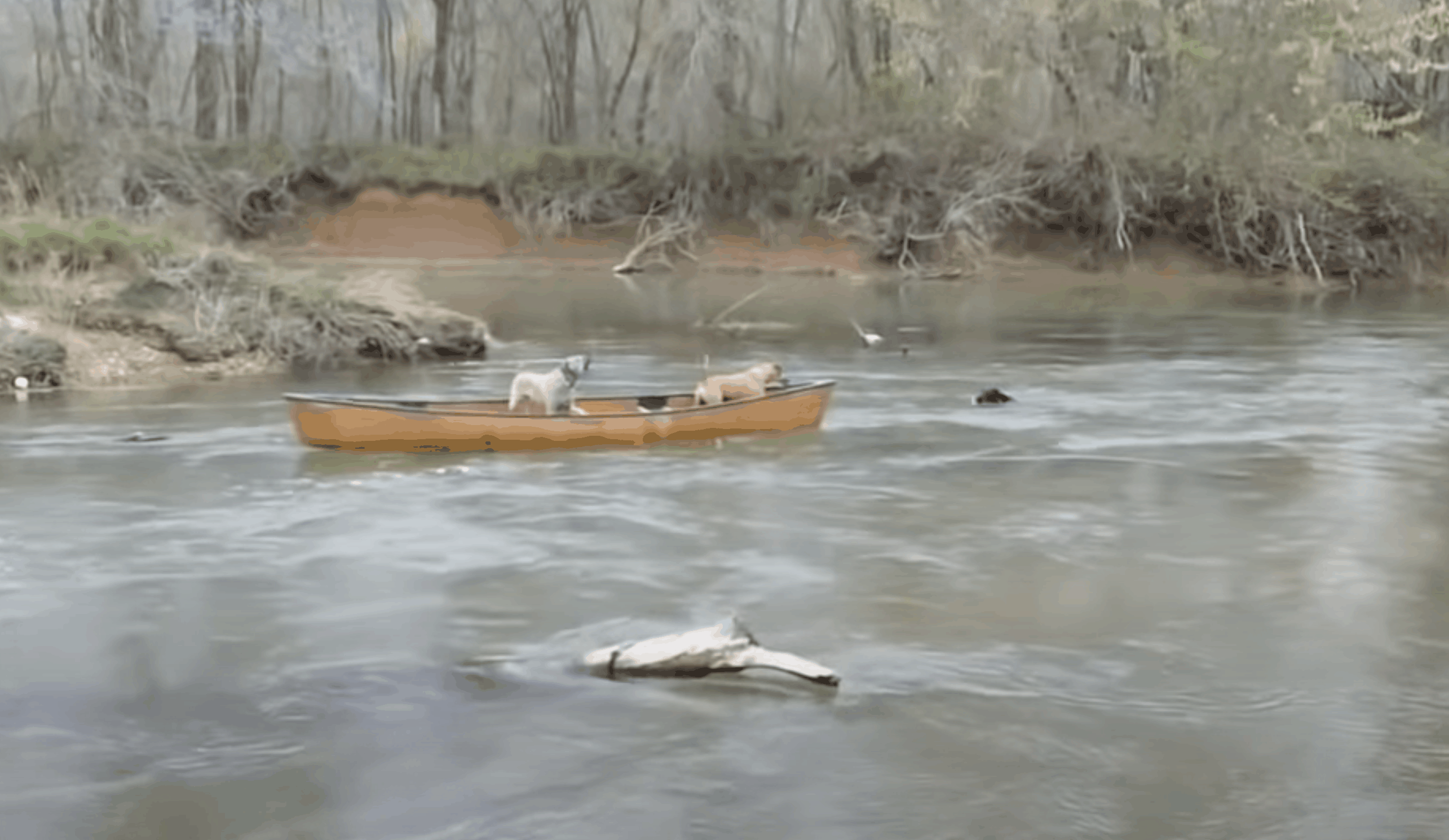 A Hero In Disguise Dog Jumps In The River To Save His Buddies From