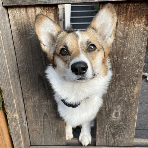 Dog Who Loves Saying “Hi” To Neighbors