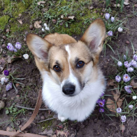 Dog Who Loves Saying “Hi” To Neighbors