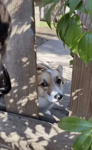 Dog Who Loves Saying “Hi” To Neighbors