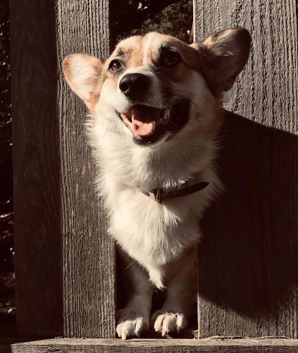 Dog Who Loves Saying “Hi” To Neighbors