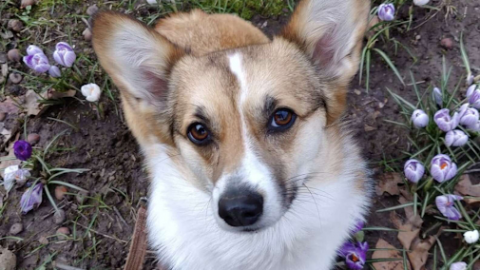The Social Butterfly: Dog Who Loves Saying “Hi” To Neighbors Gets An Intro Sign