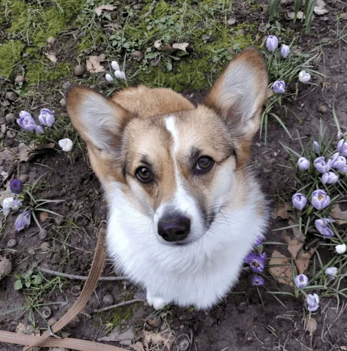 Dog Who Loves Saying “Hi” To Neighbors