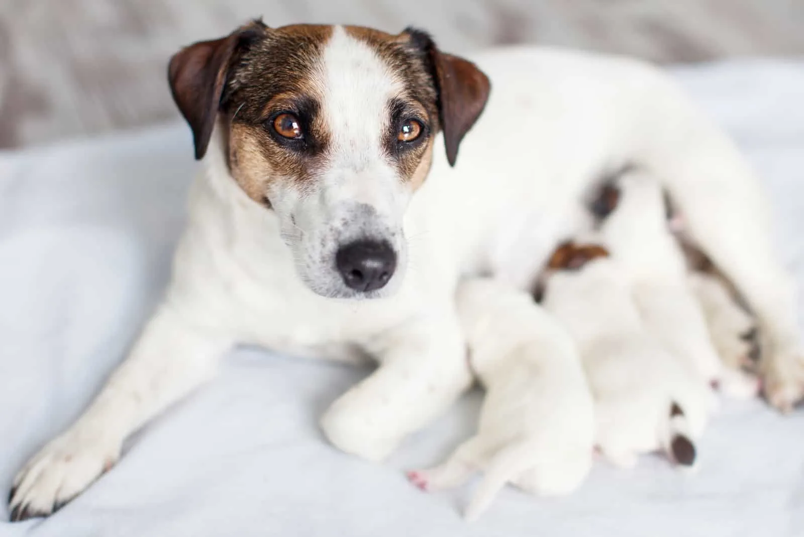 why dogs eat their newborn puppies