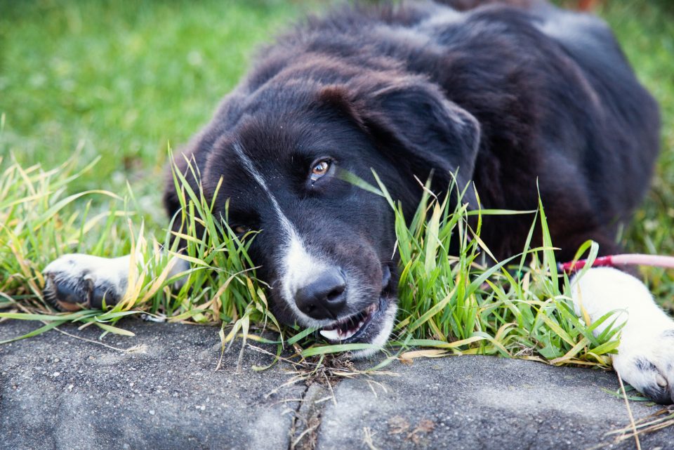 Illustration of Can Dogs Eat Grass And Still Get Sick
