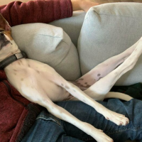 dog sleeping