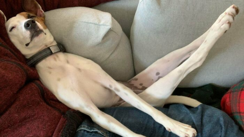 Dog.exe Has Stopped Working: Have You Checked Out “What’s Wrong With Your Dog”?