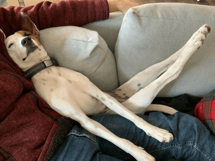 Dog.exe Has Stopped Working: Have You Checked Out “What’s Wrong With Your Dog”?