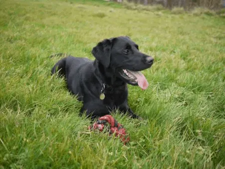 Dogs Looking For A Forever Home