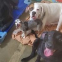 Dogs Looking For A Forever Home