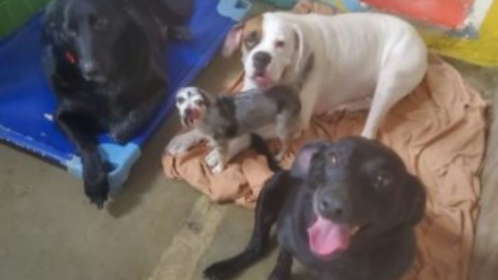 Help Needed: Dogs Looking For A Forever Home After Their Owner Died Of COVID-19
