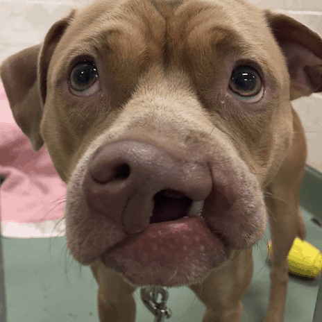 Dog’s Unusual Smile Made A Shelter Volunteer Fall In Love