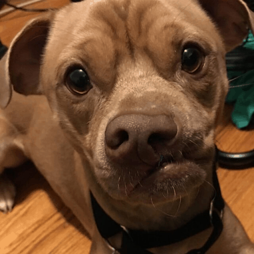 Dog’s Unusual Smile Made A Shelter Volunteer Fall In Love