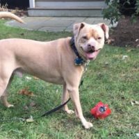 Dog’s Unusual Smile Made A Shelter Volunteer Fall In Love