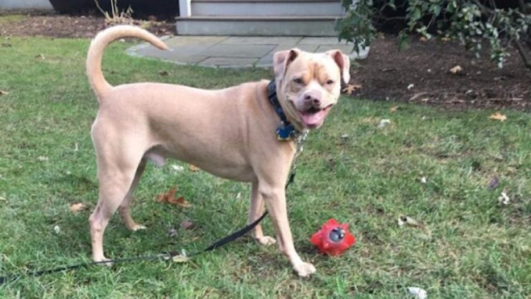Dog’s Unusual Smile Made A Shelter Volunteer Fall In Love
