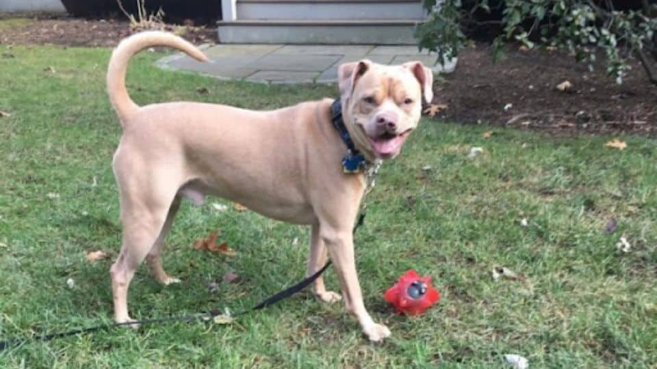 Shelter Dog With An Unusual Smile Charms Everyone That Sees Him