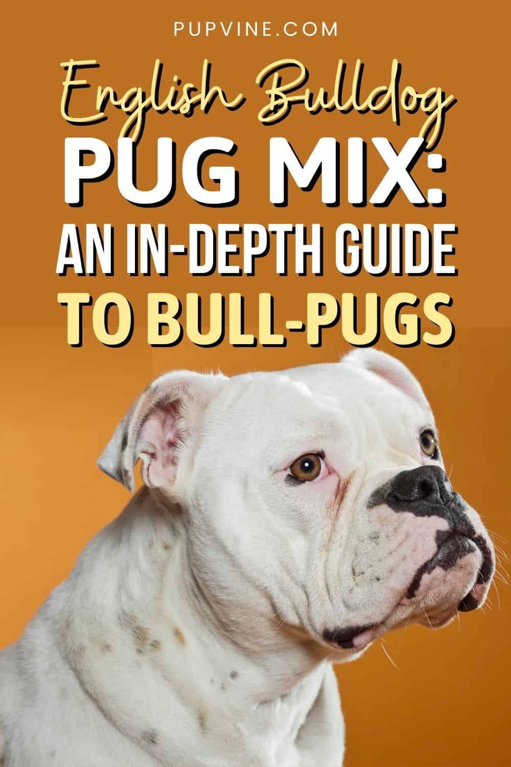English Bulldog Pug Mix An In-Depth Guide To Bull-Pugs