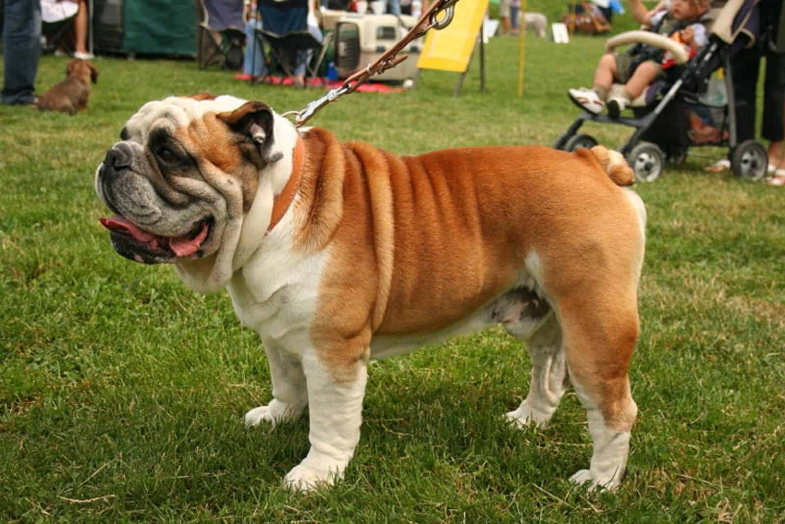 English Bulldog Pug Mix stands on the grass