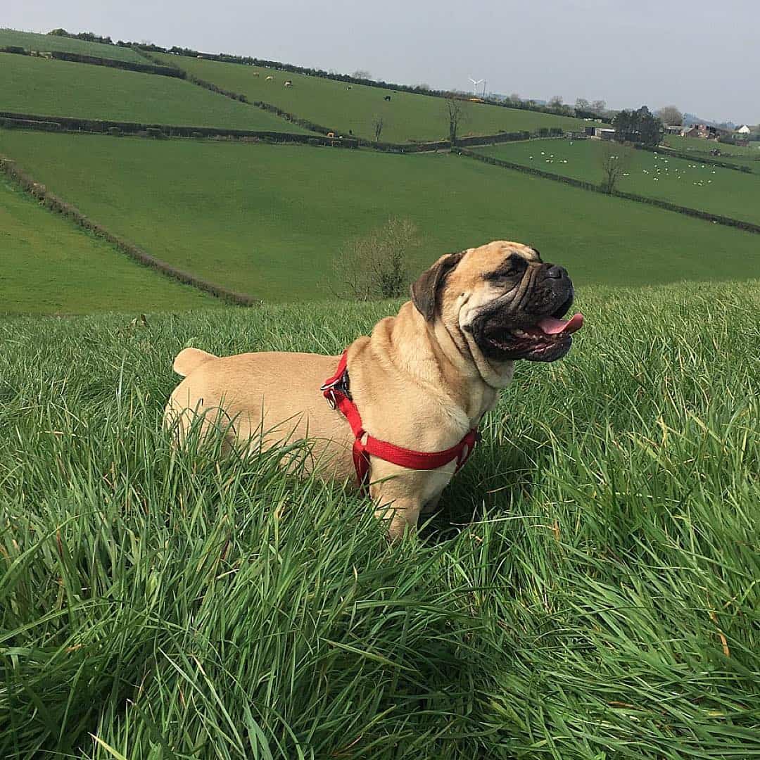 English Bulldog Pug Mix