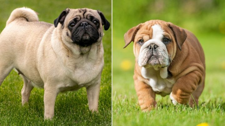 English Bulldog Pug Mix: An In-Depth Guide To Bull-Pugs