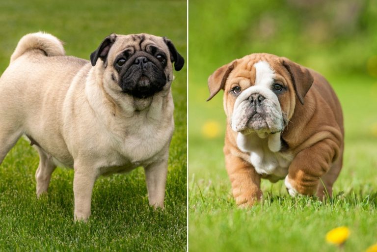 English Bulldog Pug Mix