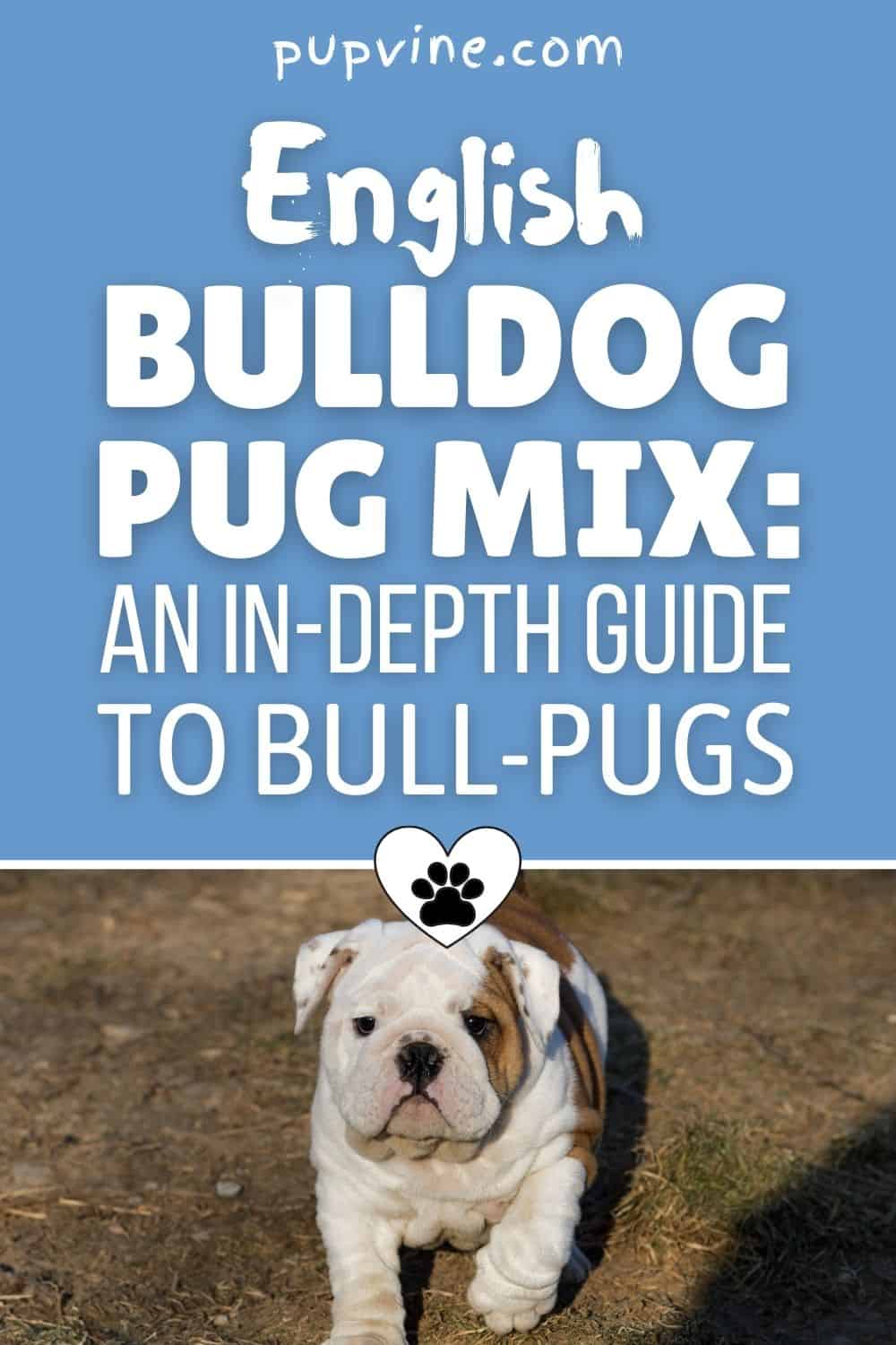 English Bulldog Pug Mix: An In-Depth Guide To Bull-Pugs