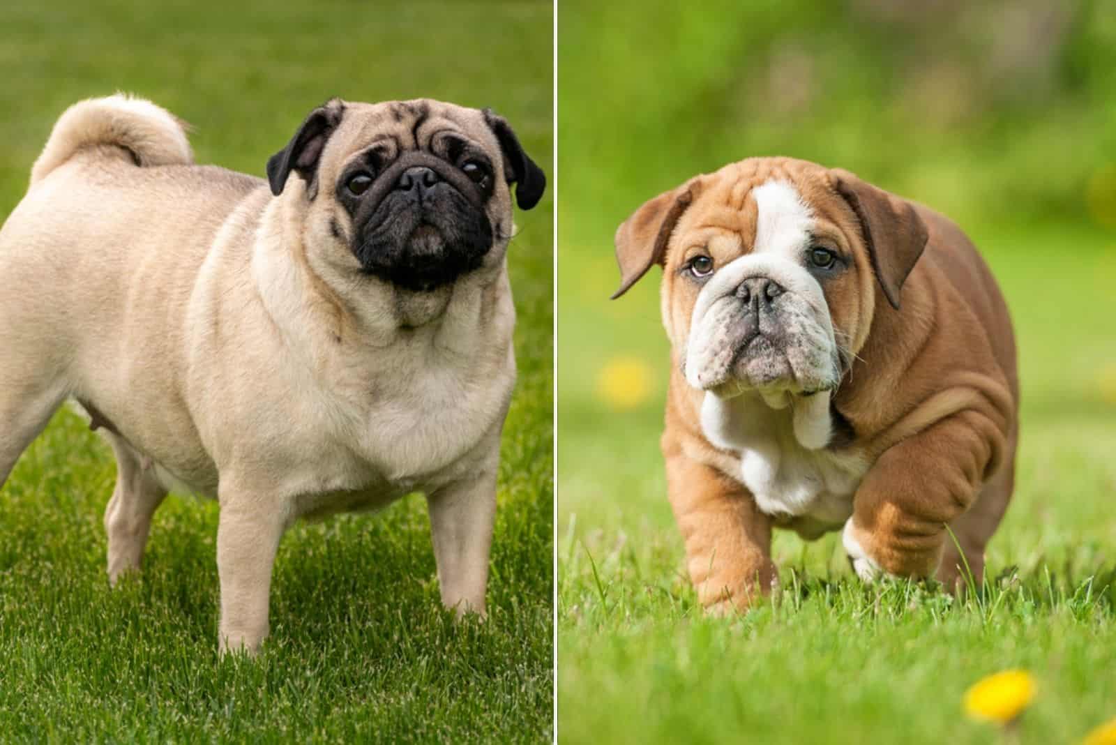 English Bulldog Pug Mix: An In-Depth Guide To Bull-Pugs
