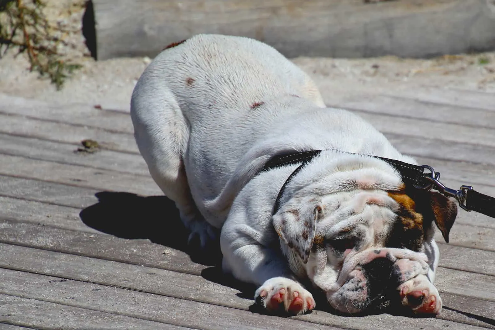 English Bulldog refusing to walk
