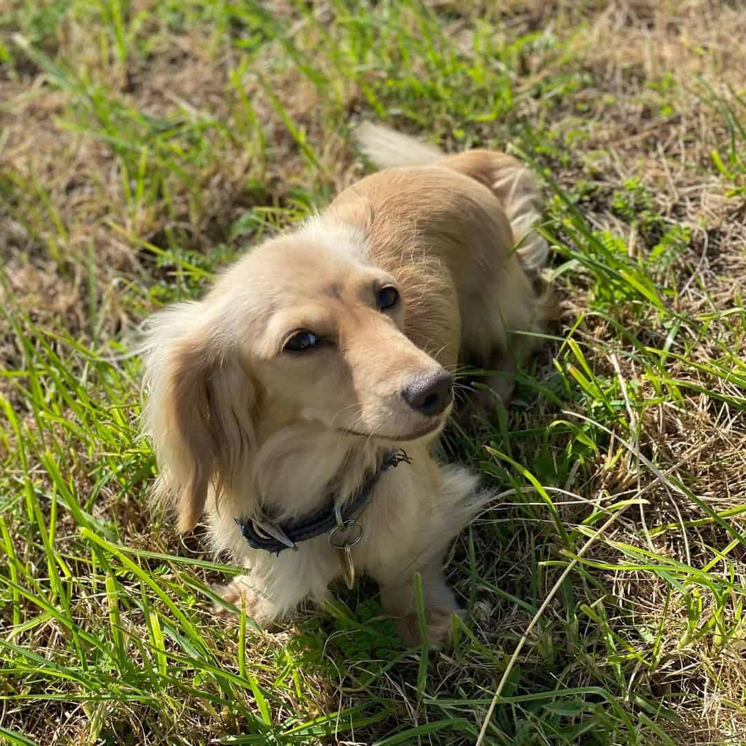 English Cream Dachshund