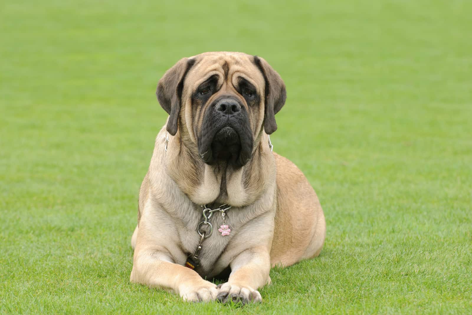 English Mastiff in garden