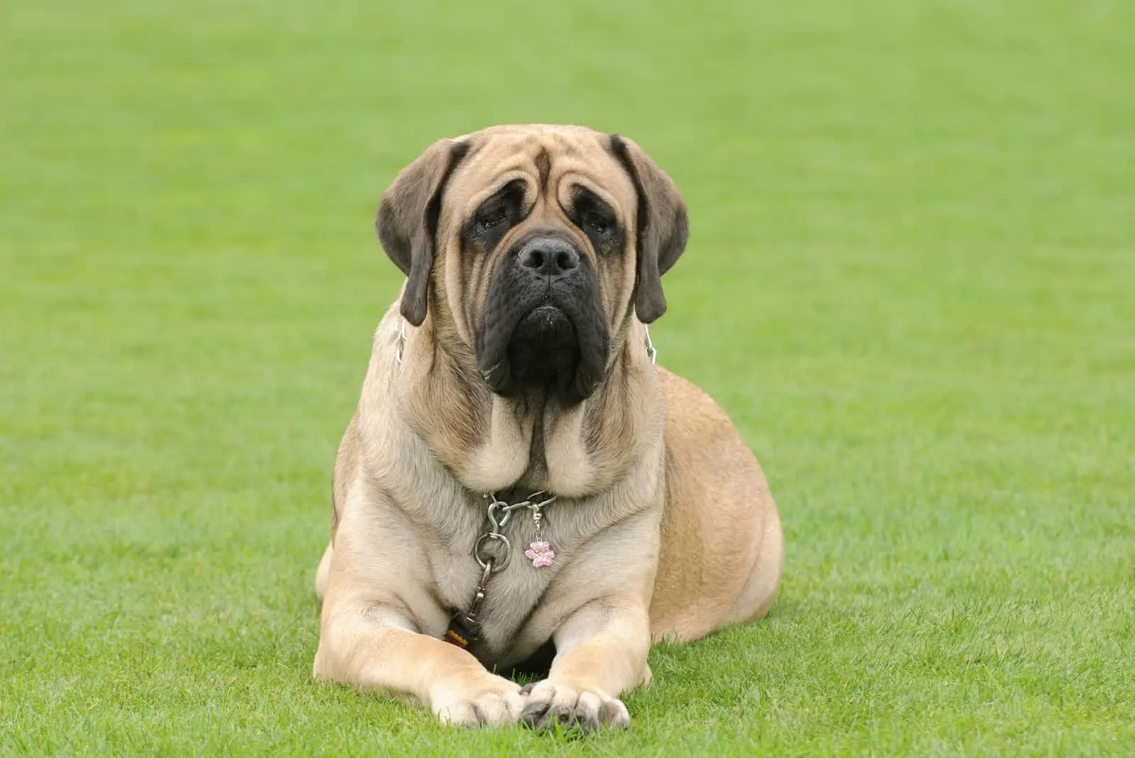 English Mastiff in garden