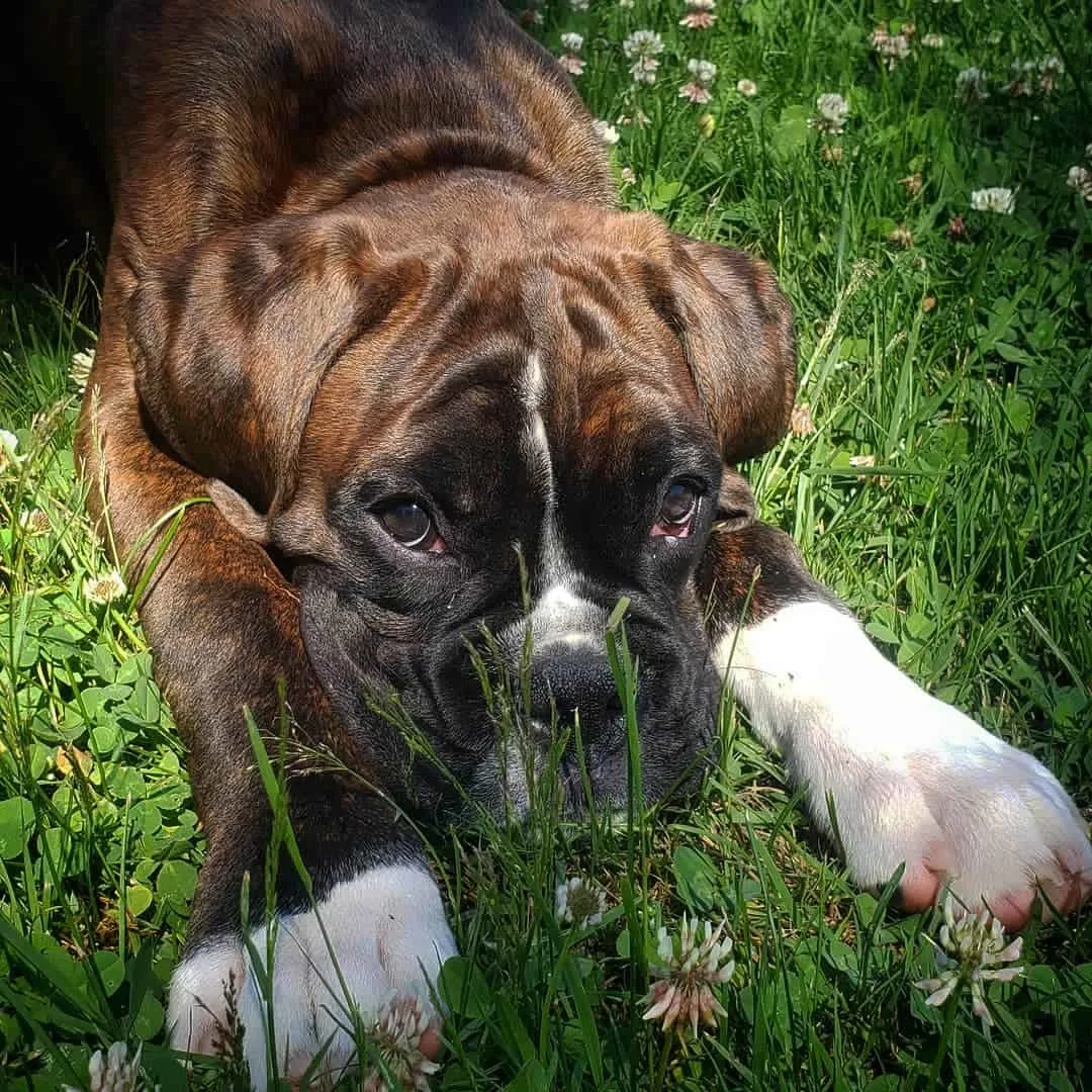 European Boxer lying on grass