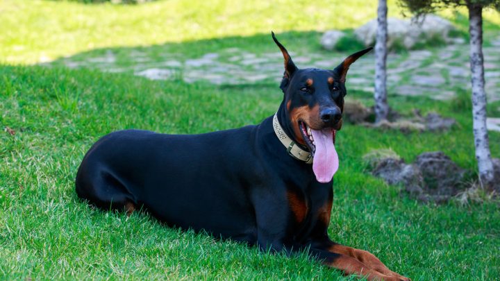 European Vs. American Doberman – Know The Difference