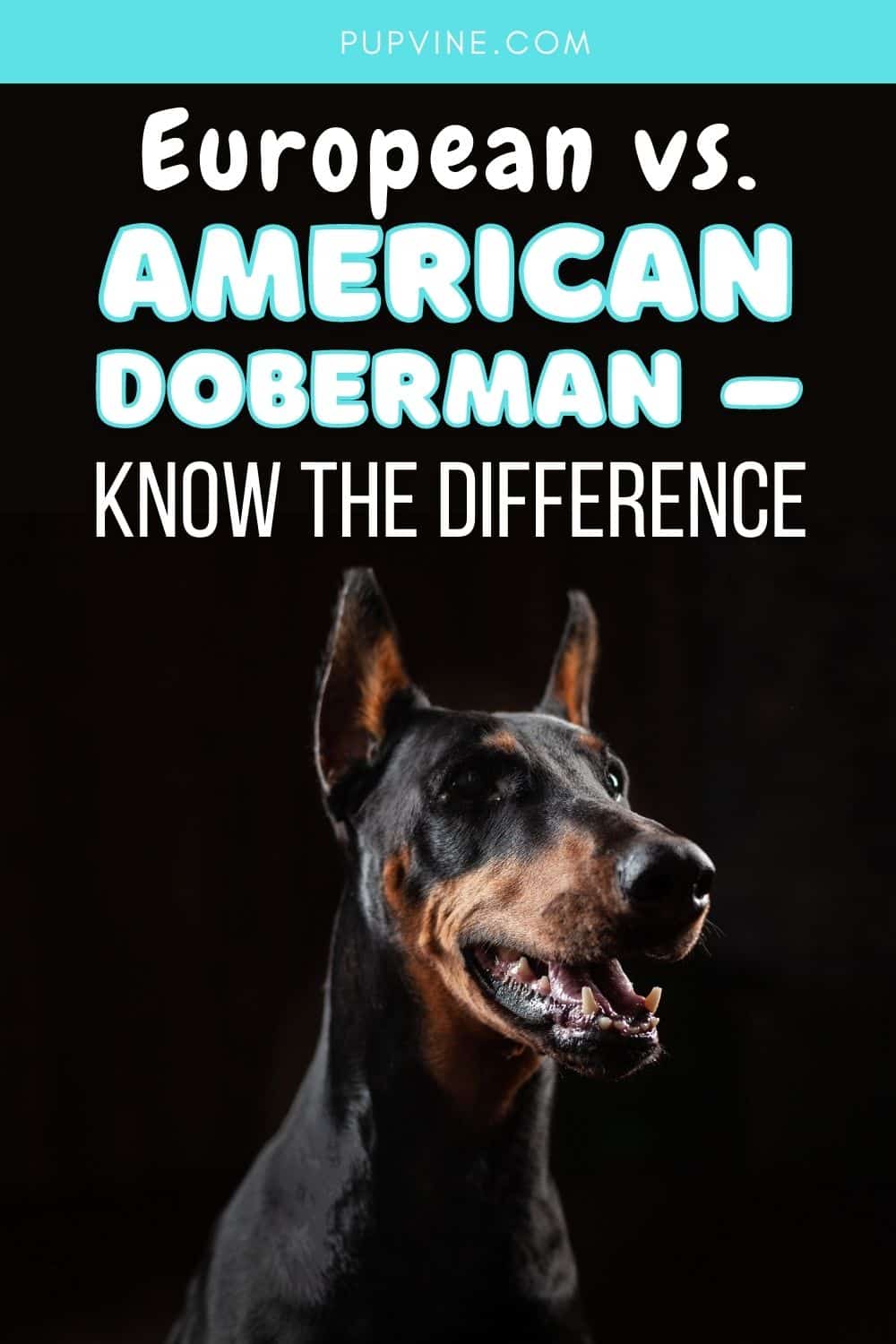 European Vs. American Doberman – Know The Difference