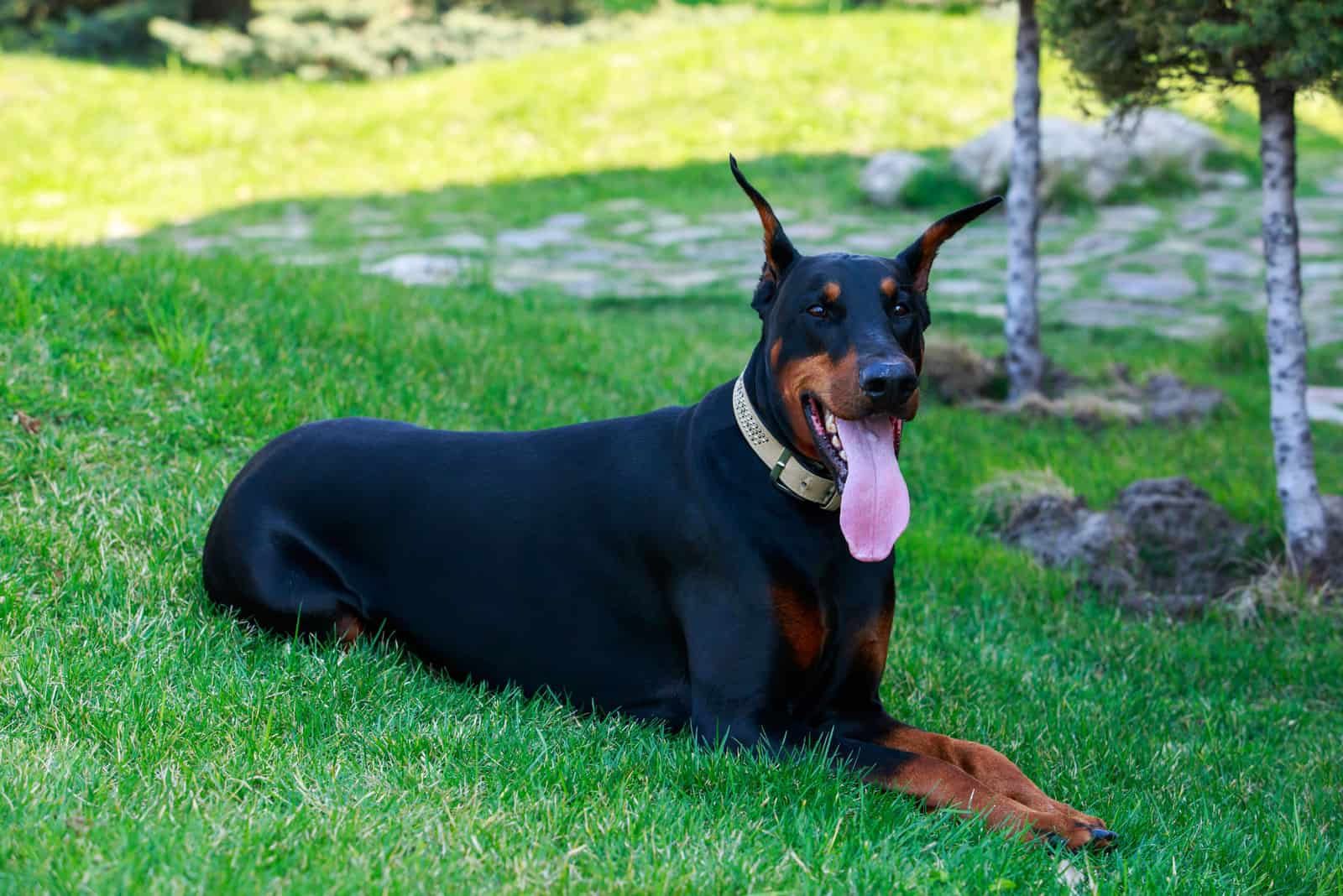 whats the difference between doberman and doberman pinscher