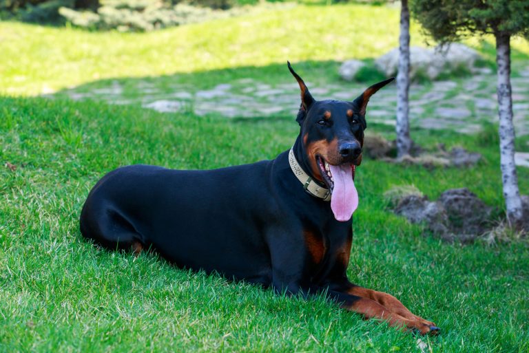 an adult doberman lies on the grass