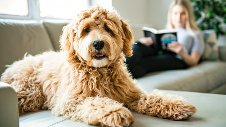 F1 Labradoodle – How Is It Different From Other Labradoodle Generations?