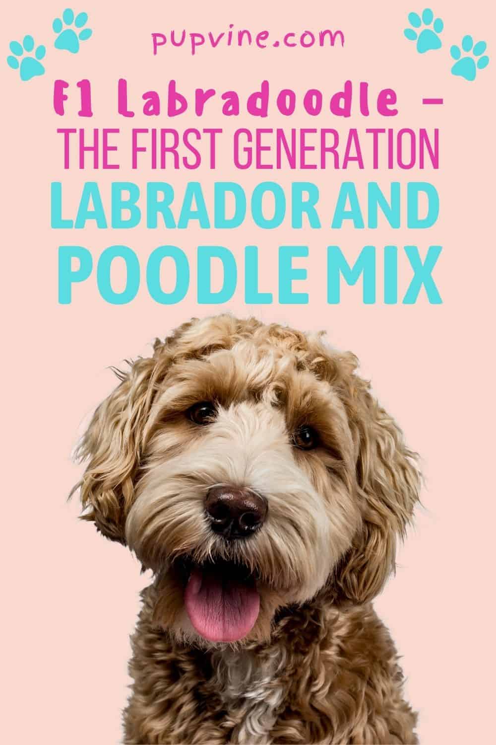 F1 Labradoodle – The First Generation Labrador And Poodle Mix