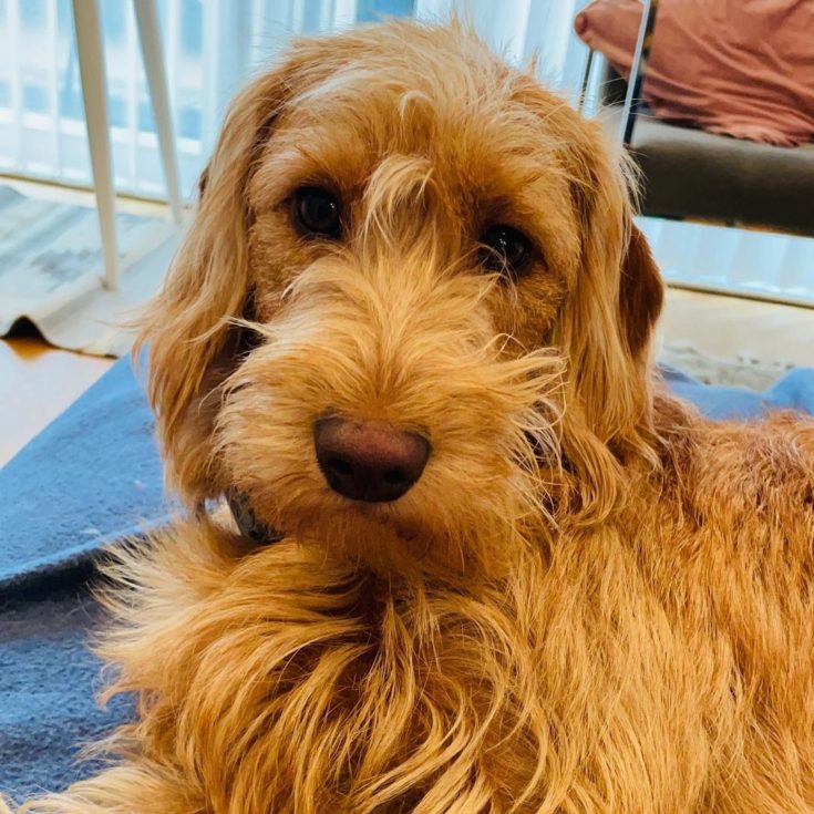 F1 Labradoodle – The First Generation Labrador And Poodle Mix